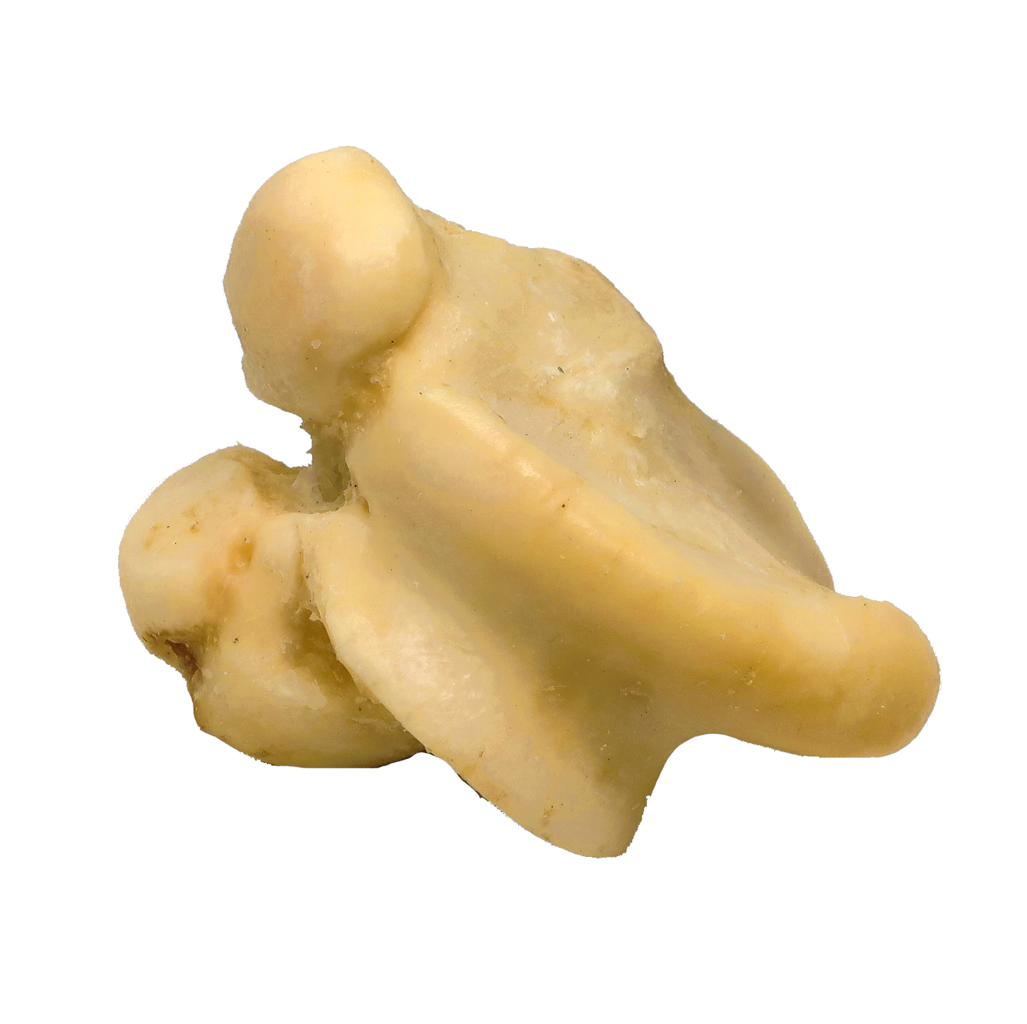 π Knuckle Bone - Chew and Dental Tool (100% off)