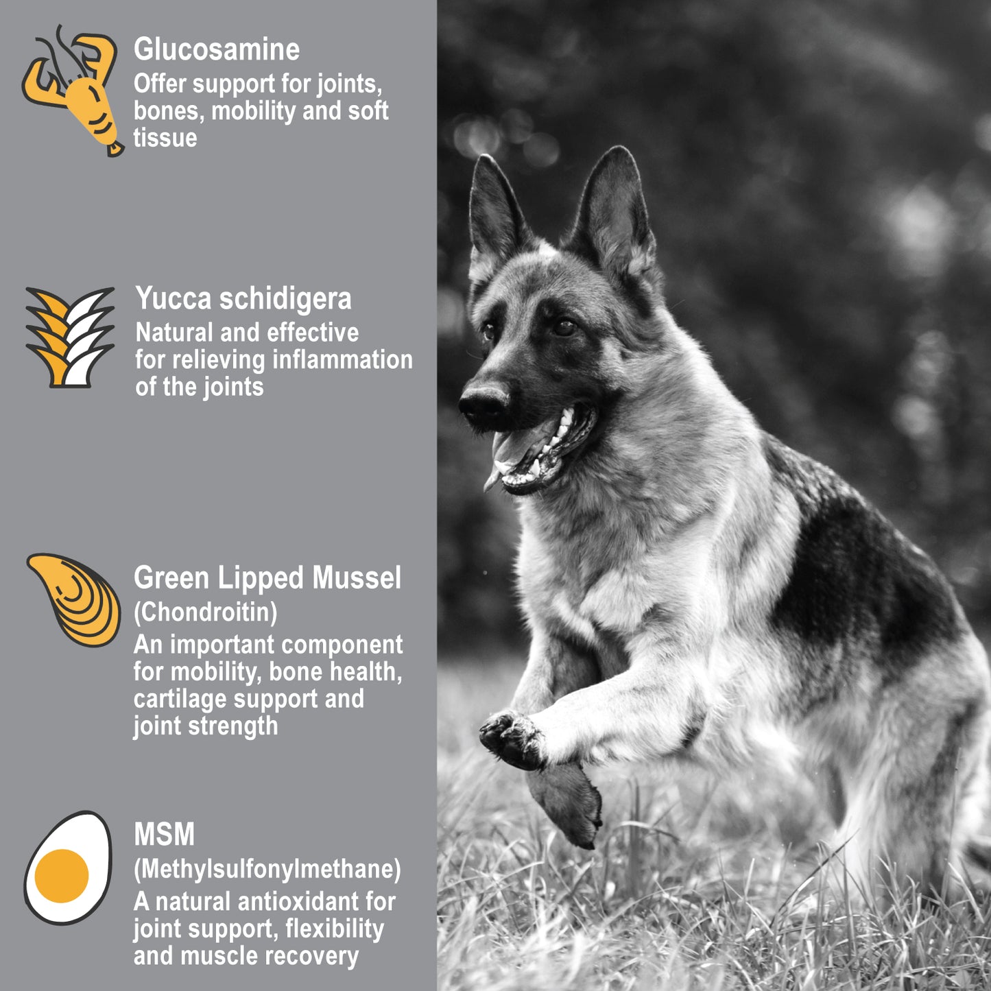 Dogzymes Bone and Joint info