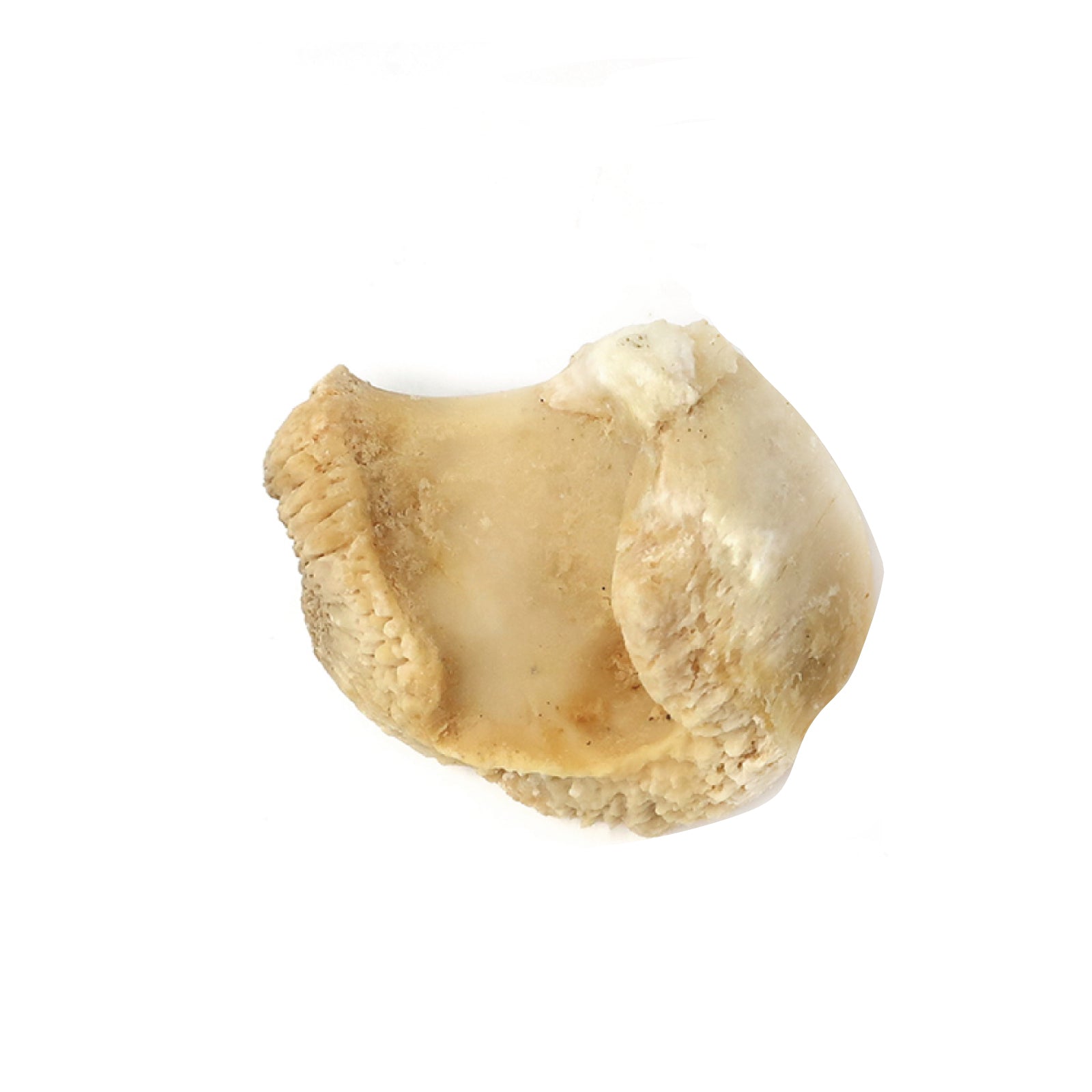 Knuckle Bone