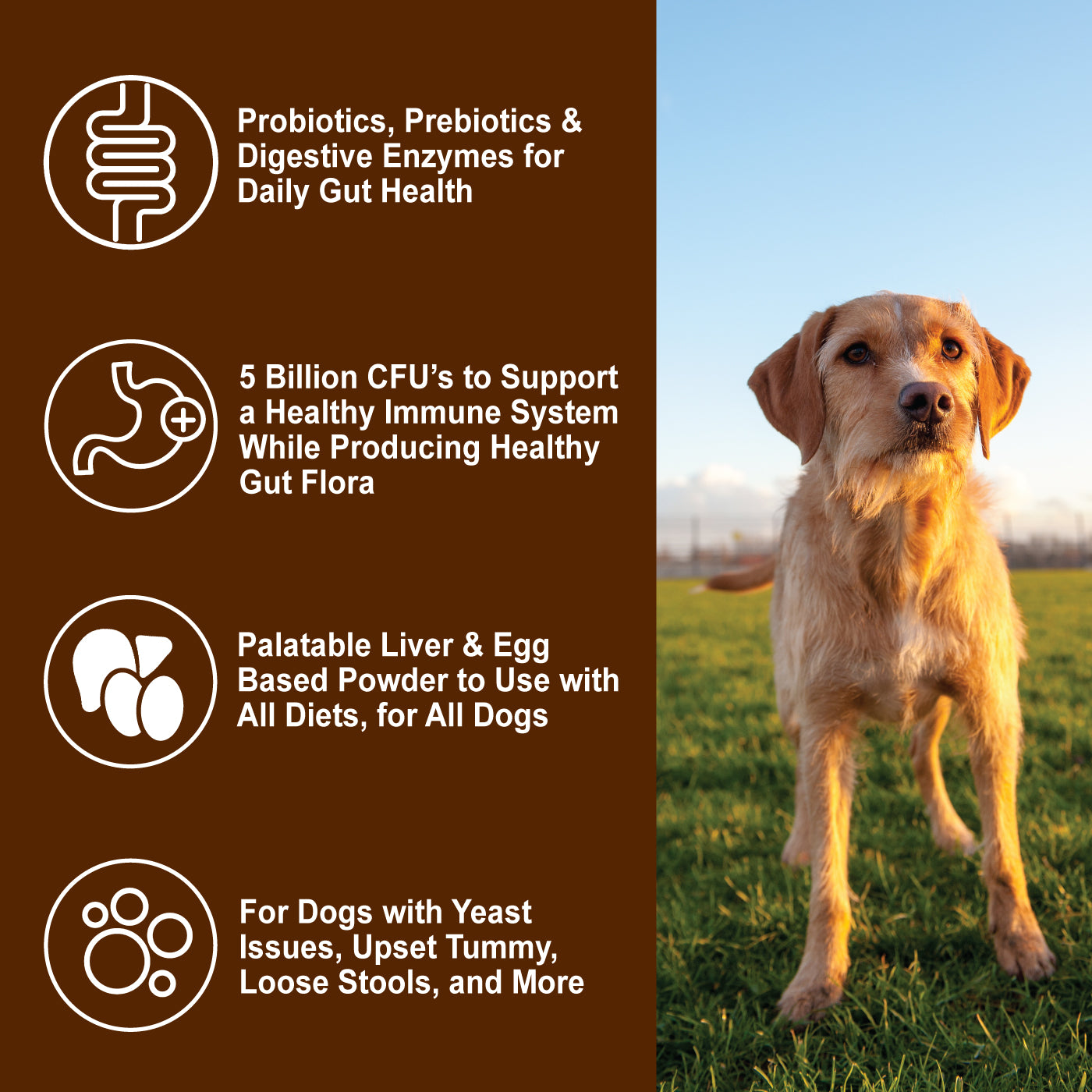 Dogzymes Probiotic Daily Balance® Liver and Egg Base