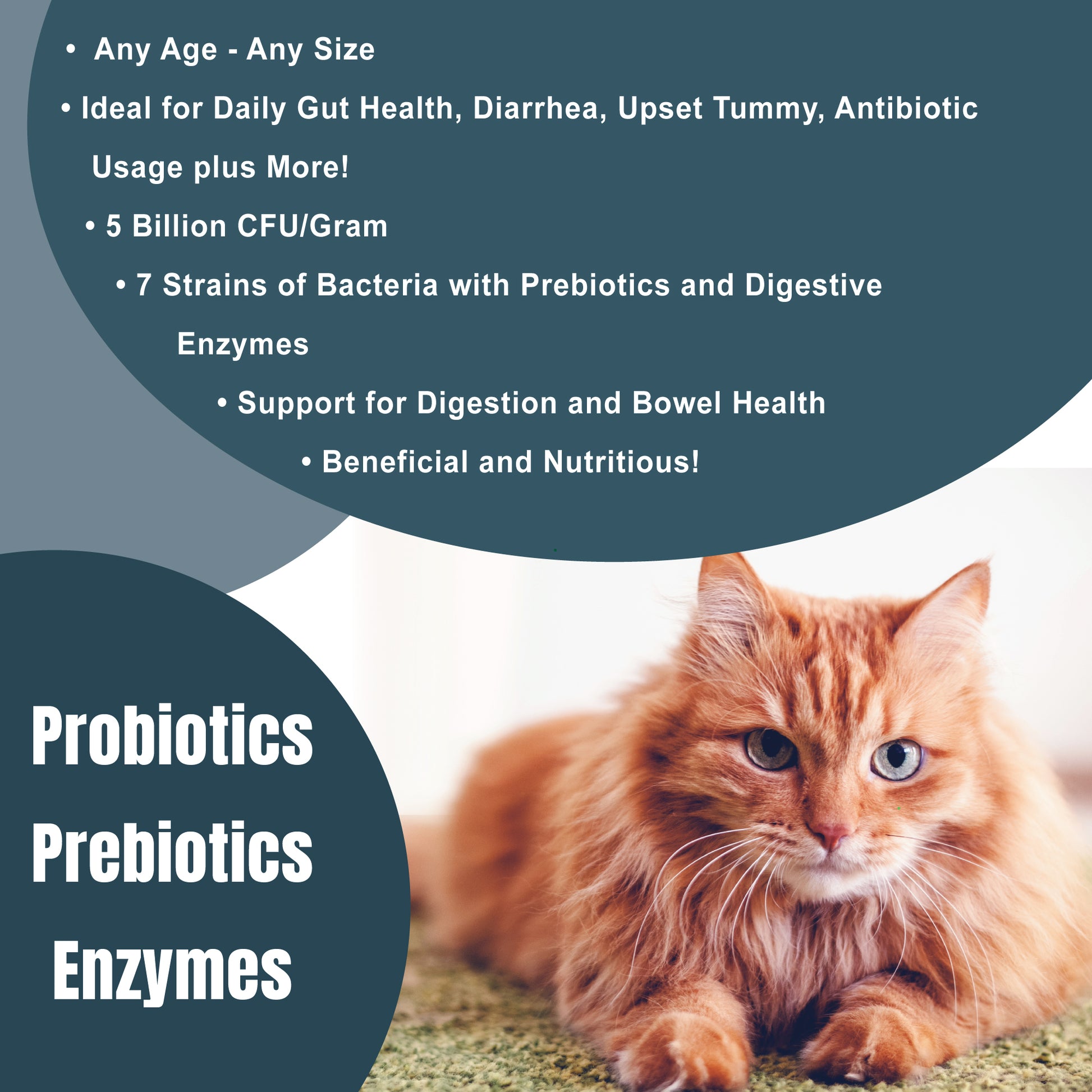 Catzymes Probiotic Daily Balance info