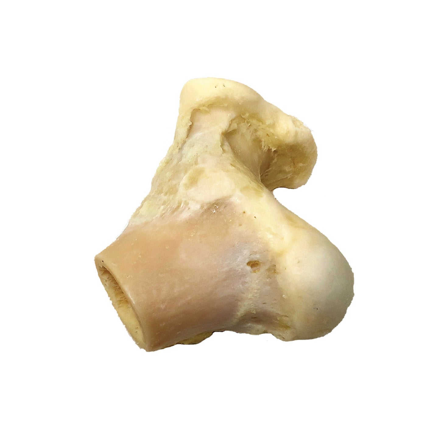 π Knuckle Bone - Chew and Dental Tool (100% off)