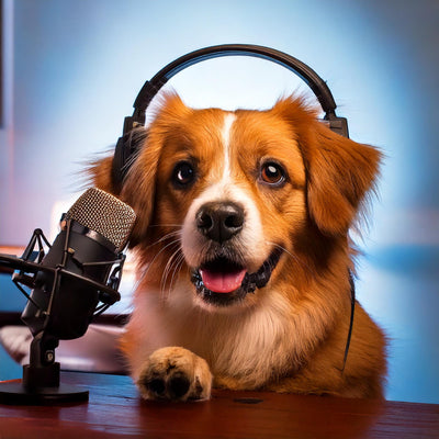 Podcast: Is it allergies or yeast in your dog?