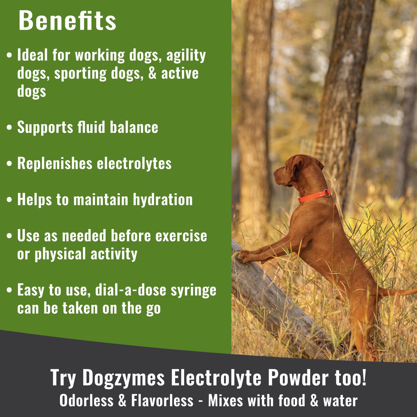 Dogzymes Canine Electrolyte Paste