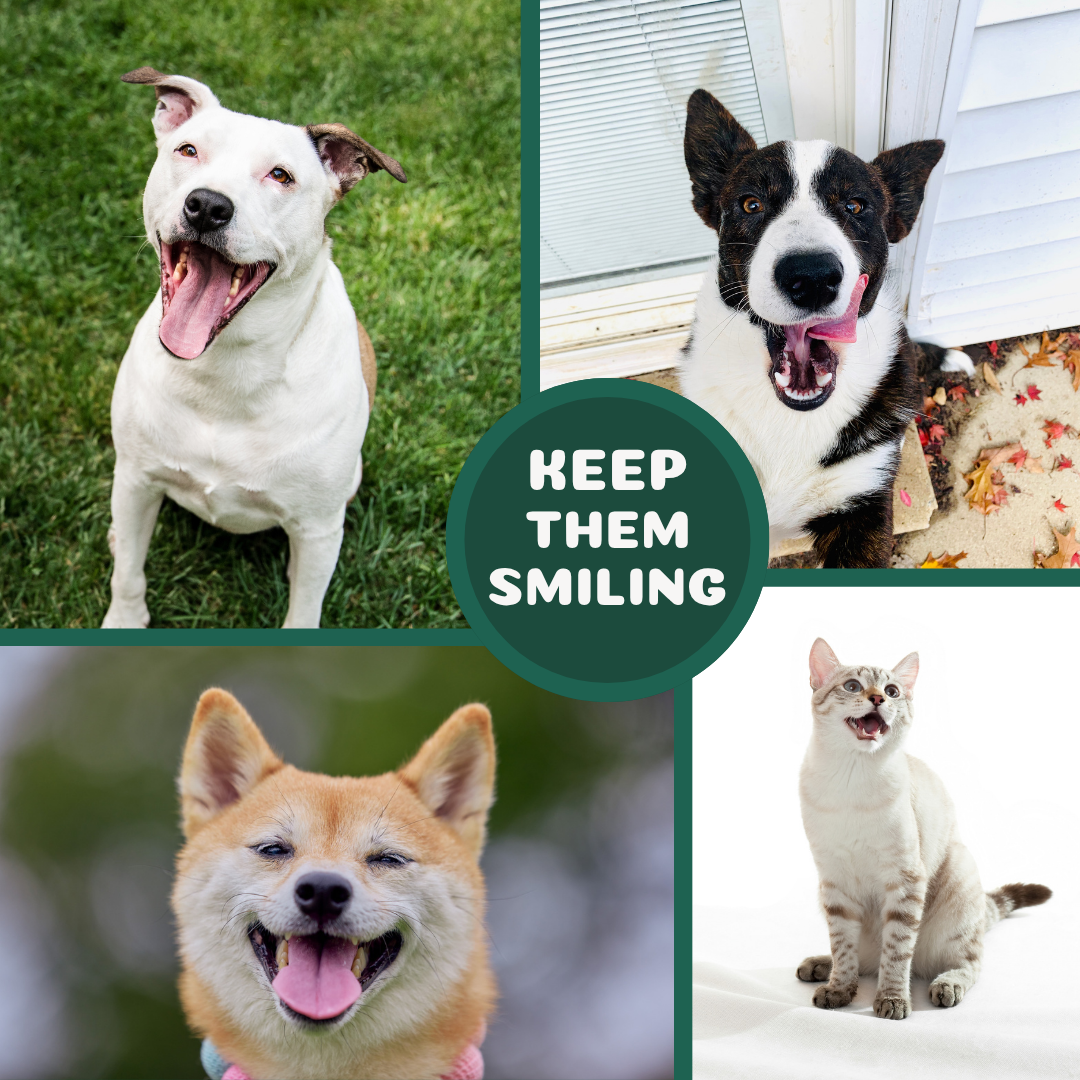 Dogzymes Canine Dental Formula
