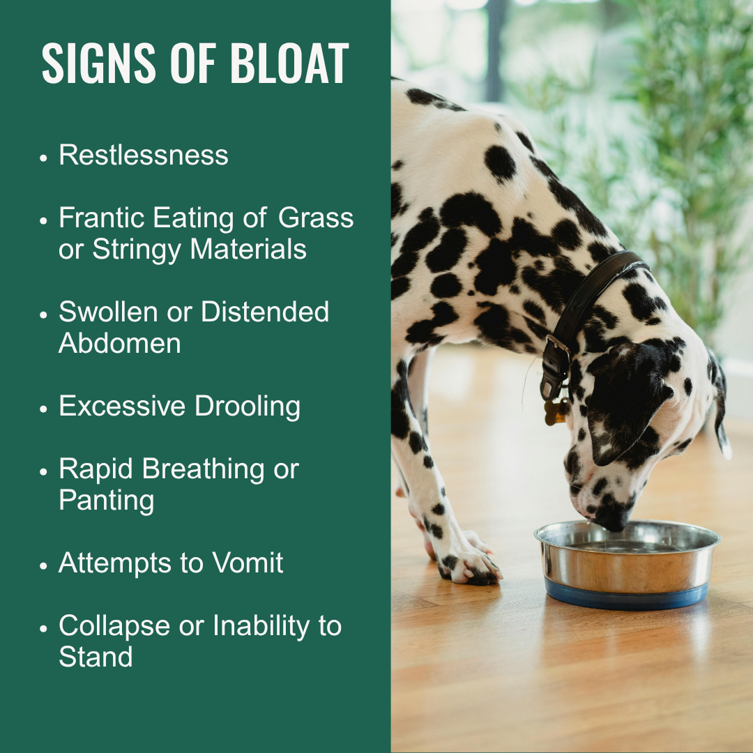 Dogzymes Bloat Buster Concentrate Liquid