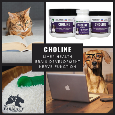 Dogzymes Choline