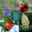 Dogzymes Adrenal Support