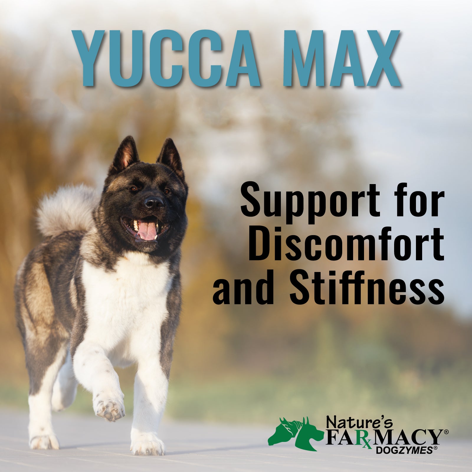 yucca cane dog safe Pantry Yucca Max – Nature's Farmacy
