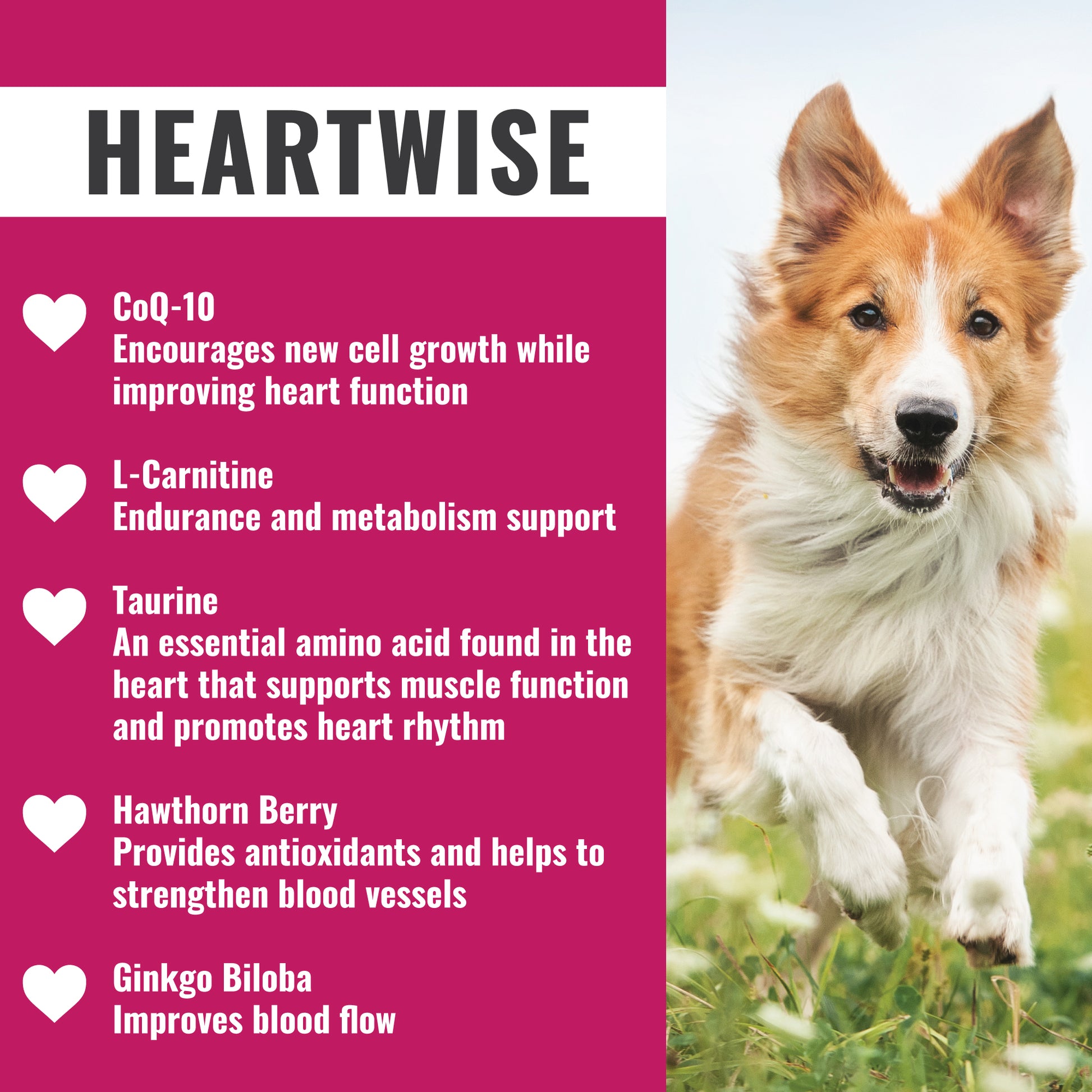 can a dog be allergic to l carnitine Deficiency in Dogs Limited Ingredient - 5 lb
