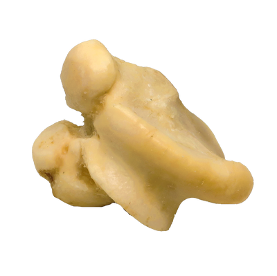 Knuckle Bone - Chew and Dental Tool