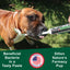 Dogzymes Canine Probiotic Paste